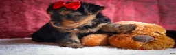 Yorkshire Terrier dogs for sale: DOC - Ad 12