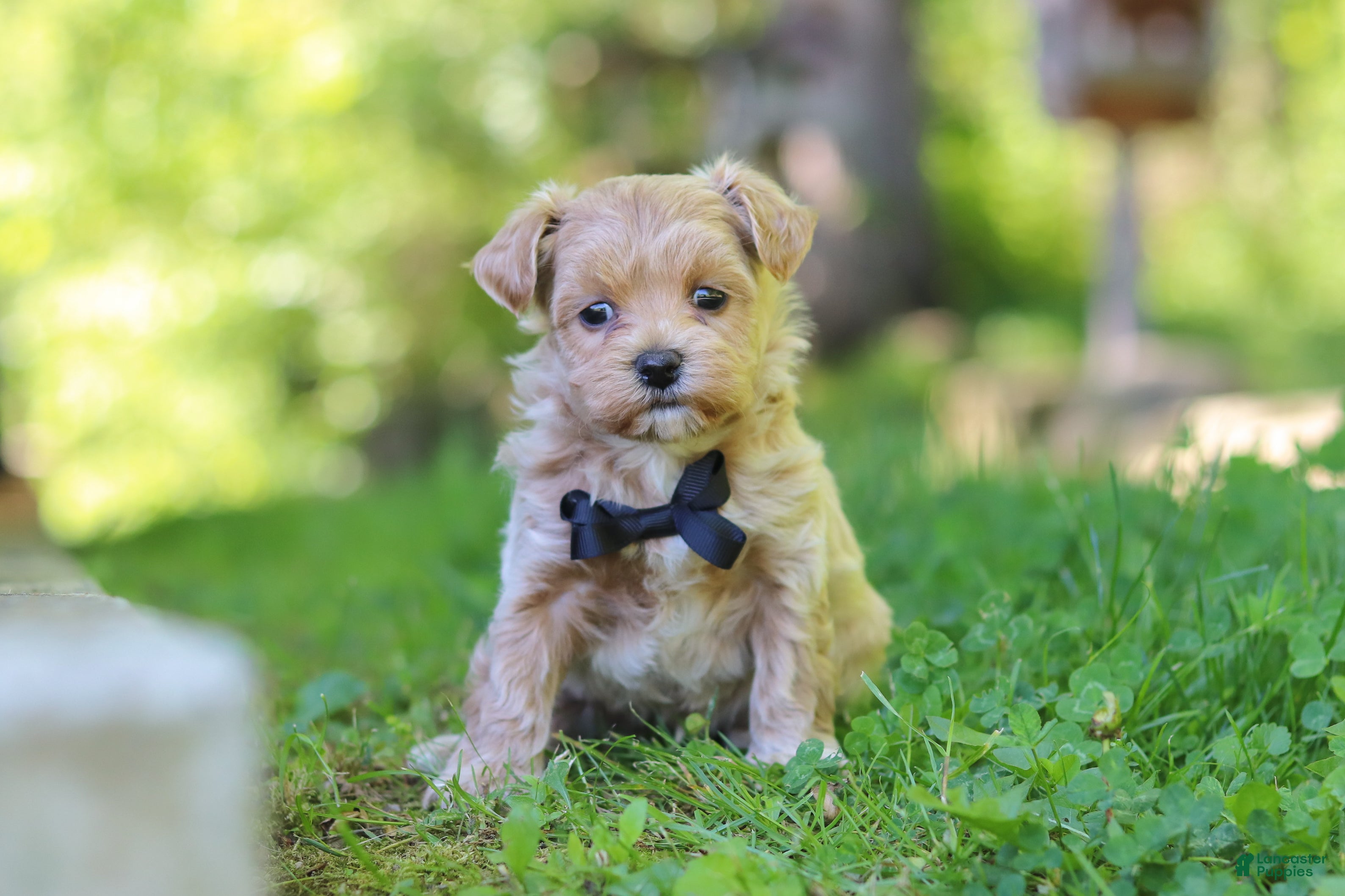 Maltipoo dogs for sale: Rocky - Ad 1