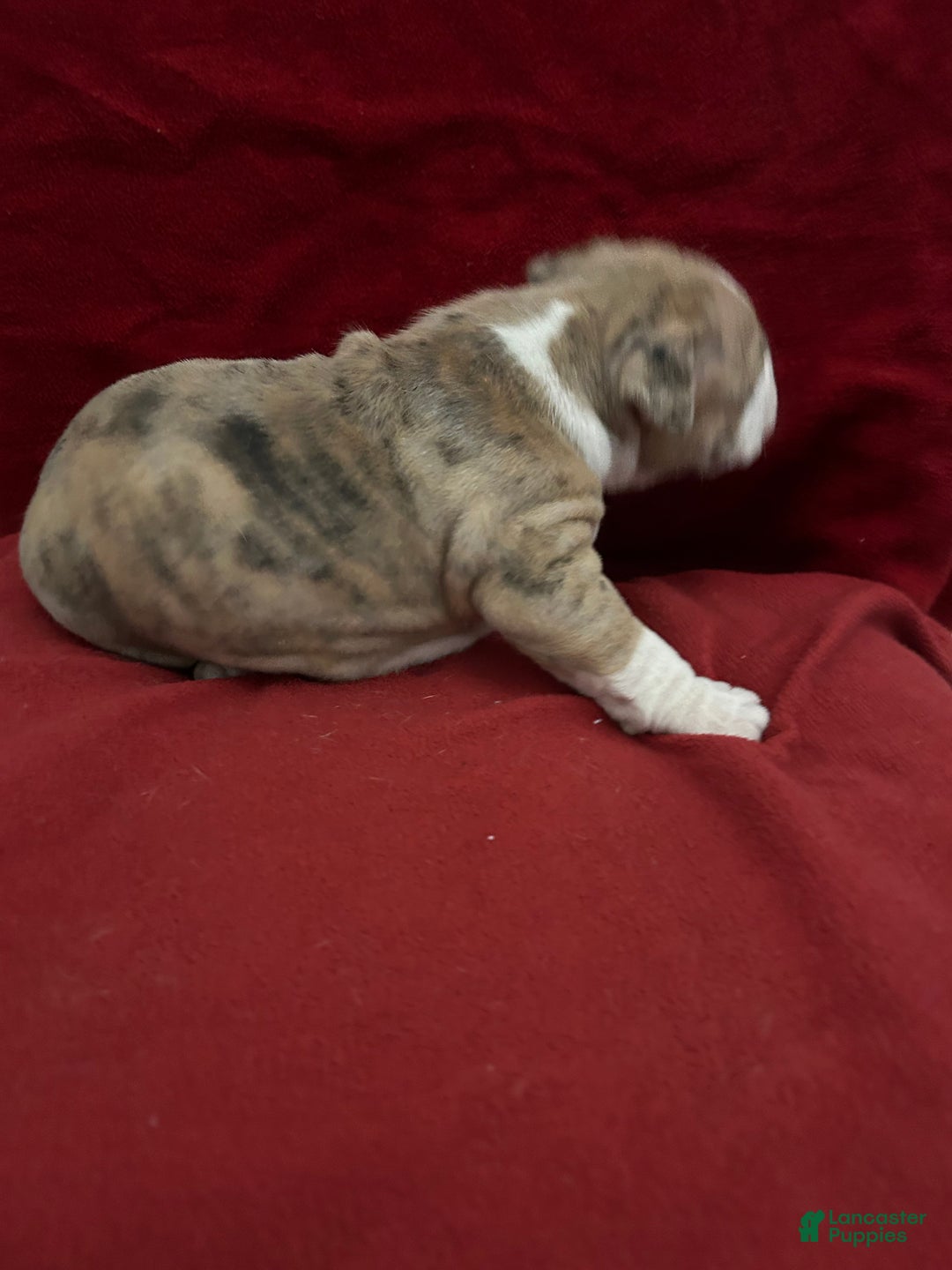 American Bully dogs for sale: American Bully Puppy 1 - Ad 9