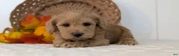 Schnoodle dogs for sale: Rover - Ad 6