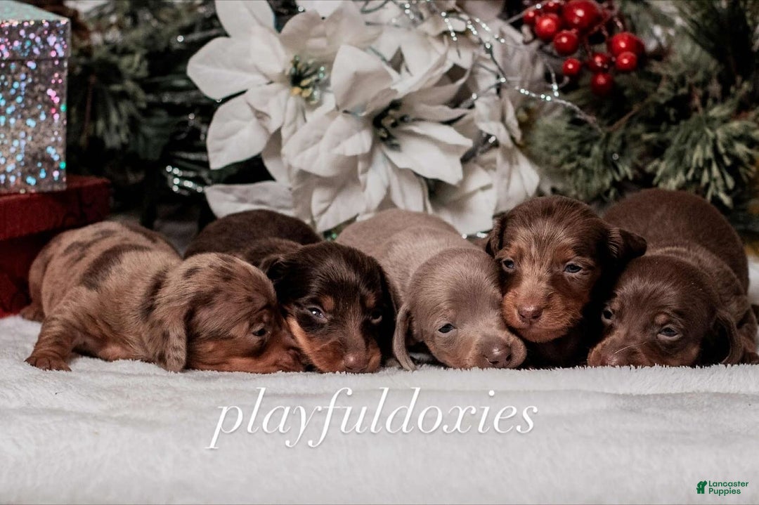 Miniature Dachshund dogs for sale: Ravioli's Chocolate & Tan Girl - Ad 4