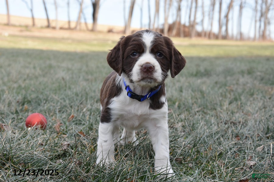 English Springer Spaniel dogs Mae - Ad 1