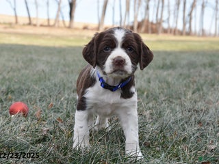 English Springer Spaniel dogs Mae - Ad 1