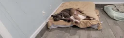 Mixed Breed dogs for sale: Vinny - Ad 7