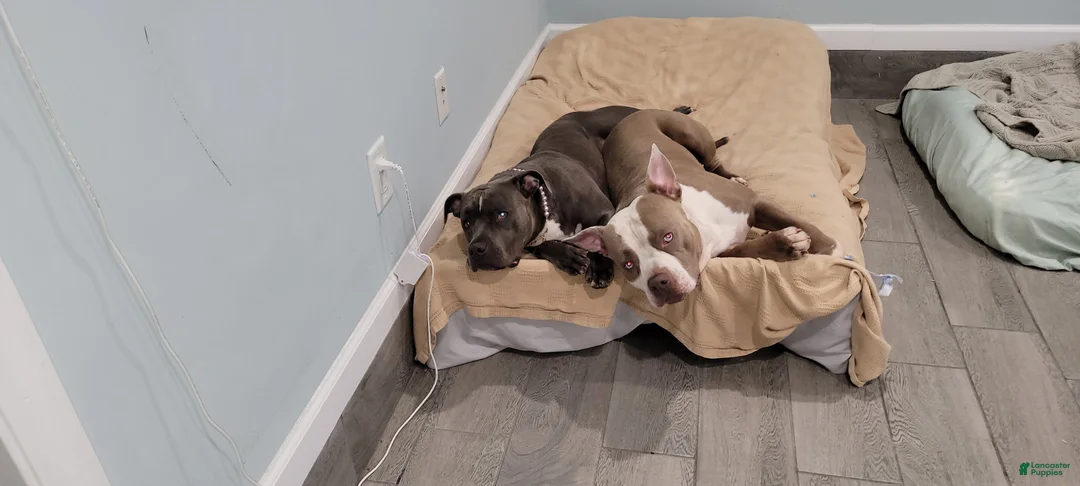 Mixed Breed dogs for sale: Vinny - Ad 7