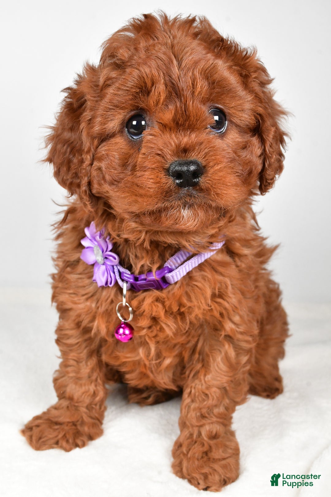 Cavapoo dogs for sale: Jo - Ad 4