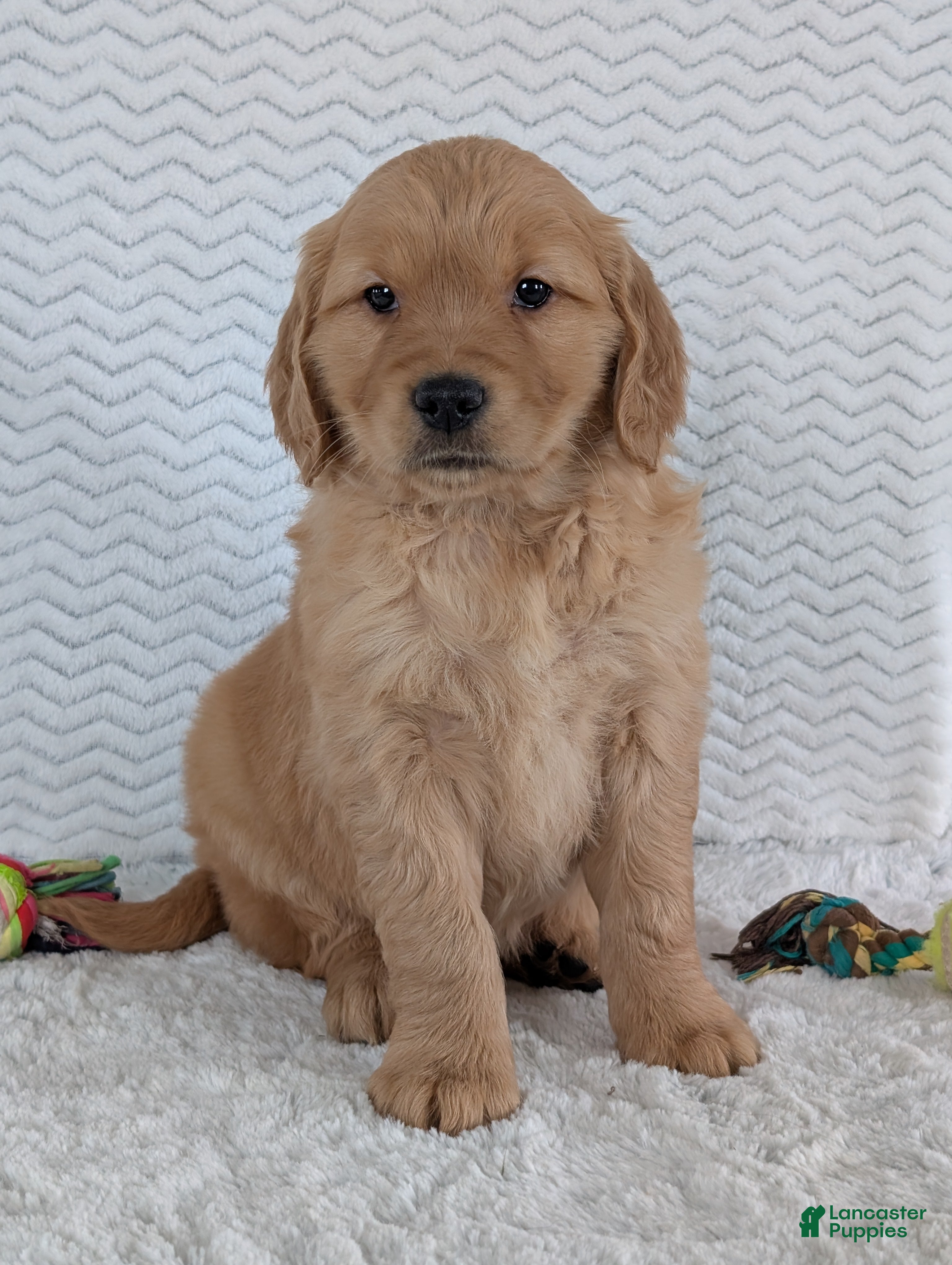 Golden Retriever dogs Miss Daisy  - Ad 38