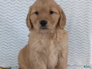 Golden Retriever dogs Miss Daisy - Ad 38