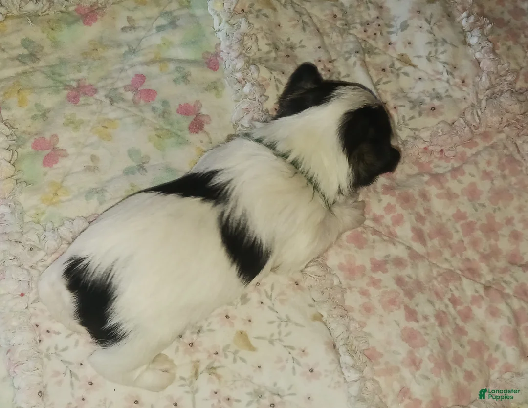 Miniature Schnauzer dogs for sale: Mia's Green Ribbon Boy  - Ad 7