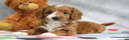 Mini Goldendoodle dogs for sale: Alisha - Ad 3
