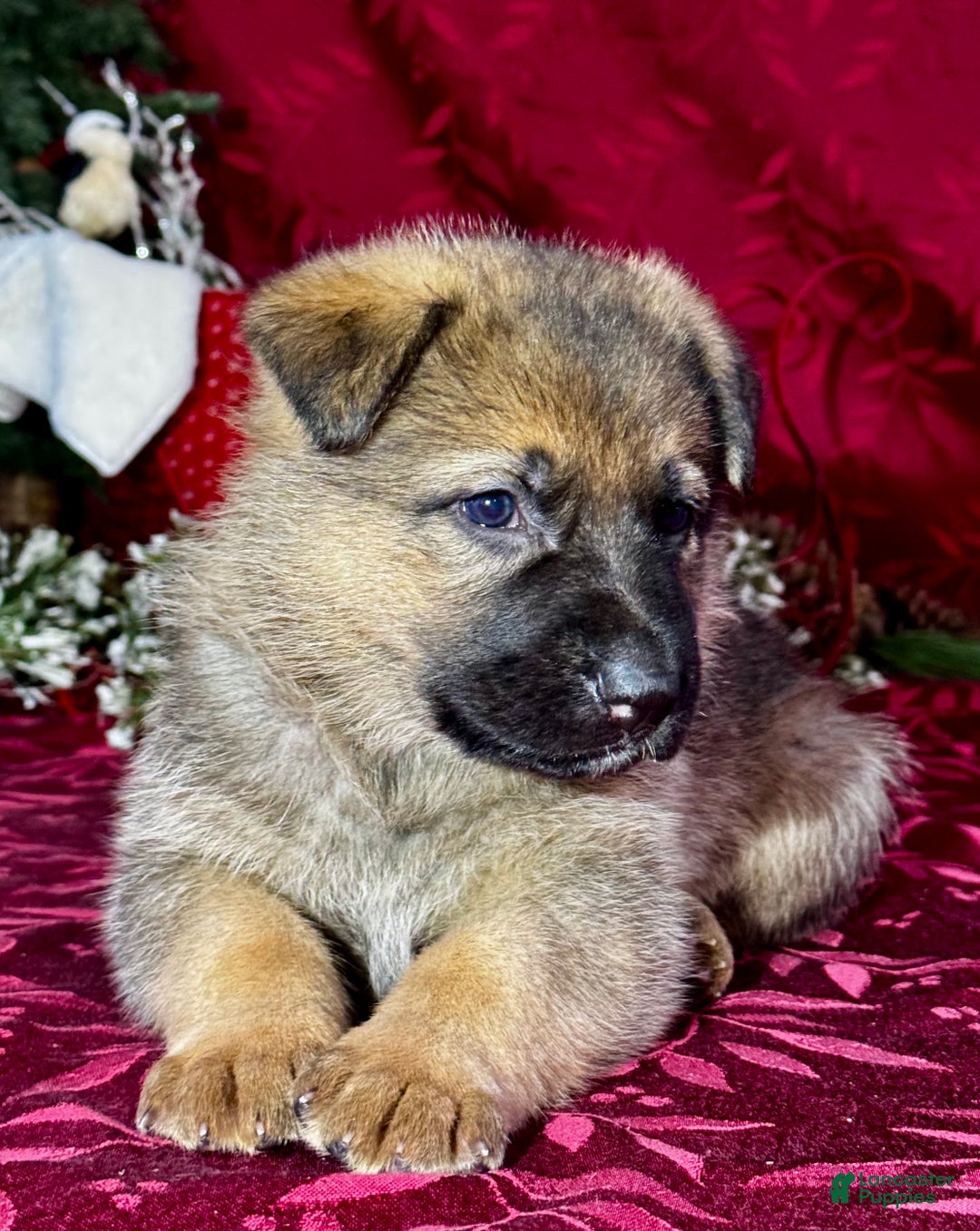 German Shepherd dogs for sale: Rawlins - Ad 6