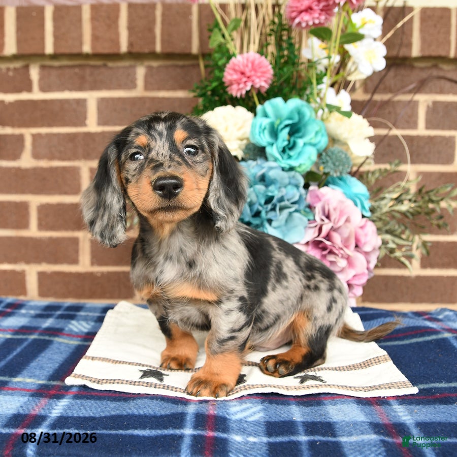 Miniature Dachshund dogs Leo - Ad 1