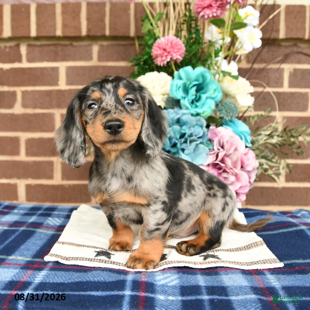 Miniature Dachshund dogs for sale: Leo - Ad 1