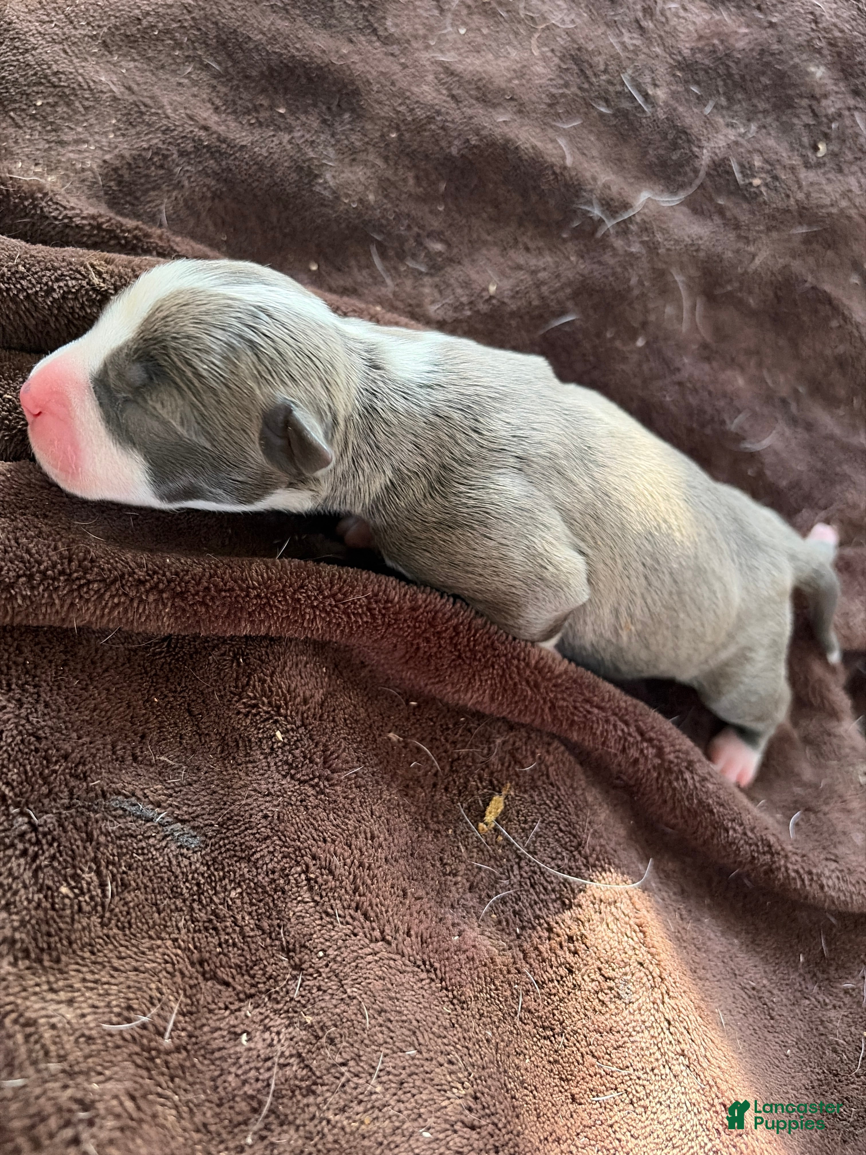 American Pit Bull Terrier dogs American Pit Bull Terrier 3 - Ad 6