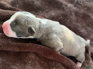 American Pit Bull Terrier dogs Spicy - Ad 15