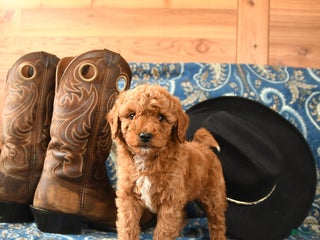 Miniature Poodle dogs - Ad 37