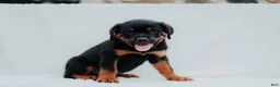 Rottweiler dogs for sale: Rottweiler 3 - Ad 3
