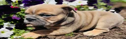 English Bulldog dogs for sale: Cecilia - Ad 17