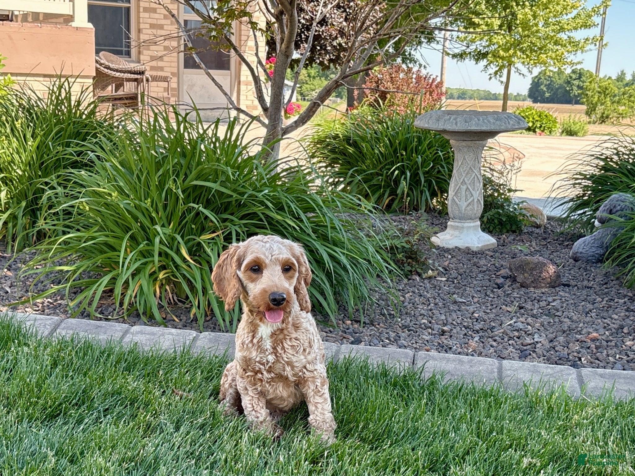 Cockapoo dogs Lillie  - Ad 2