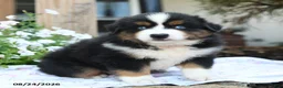Miniature Australian Shepherd dogs for sale: Wollie - Ad 4