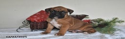 Boxer dogs for sale: Bingo - Ad 1