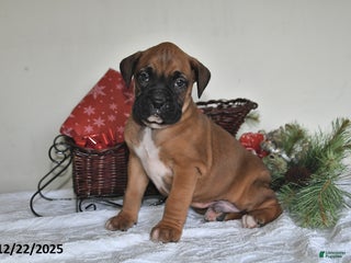 Boxer dogs Bingo - Ad 9