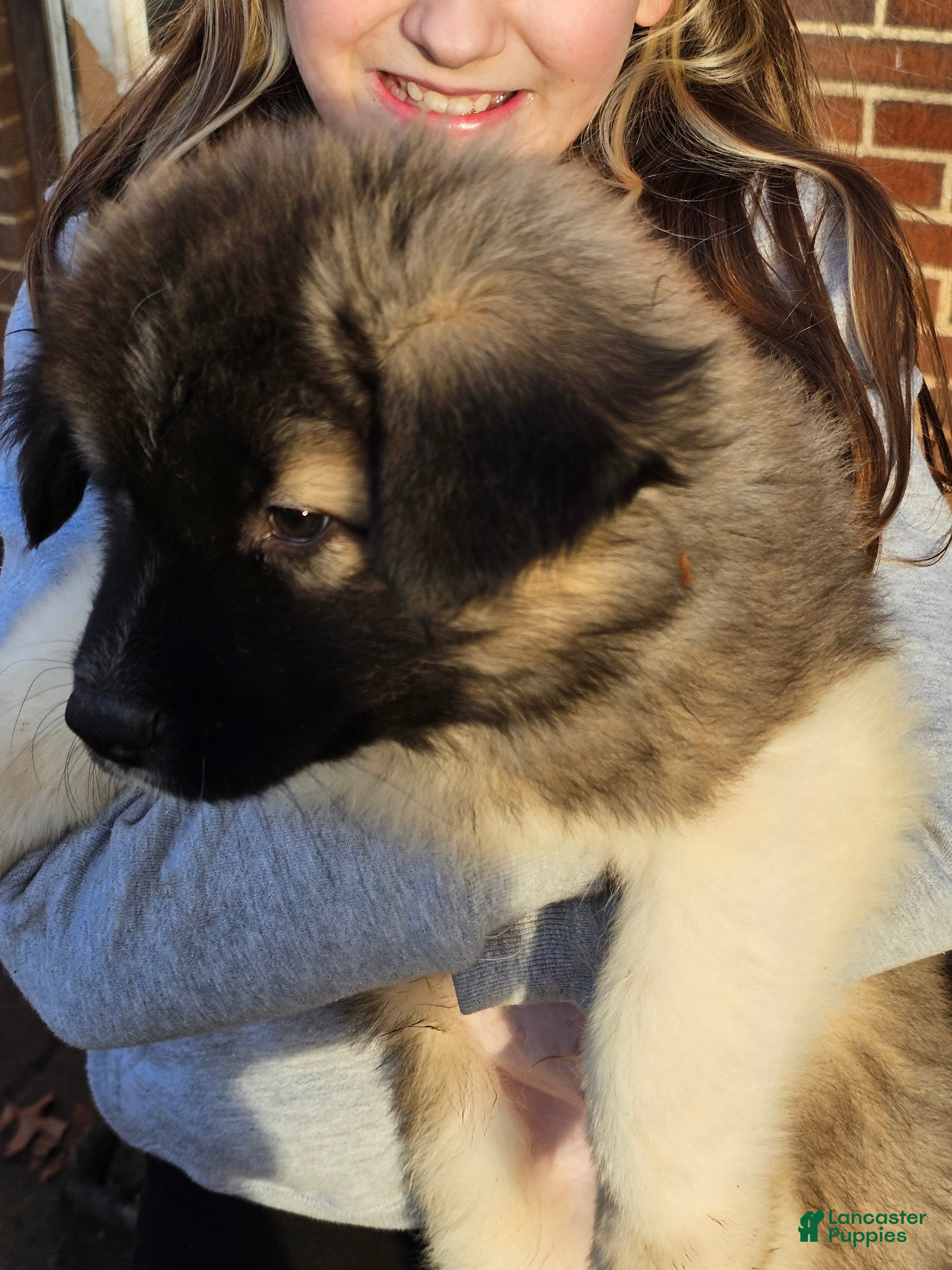 Akita dogs Odin - Ad 29