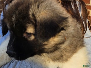 Akita dogs Odin - Ad 29