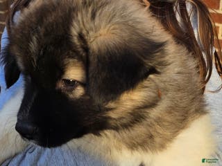 Akita dogs Odin - Ad 37