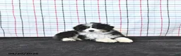 Mini Aussiedoodle dogs for sale: Willow  EXRTA SMALL - Ad 4