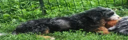 Bernedoodle dogs for sale: Bernedoodle 1 - Ad 3
