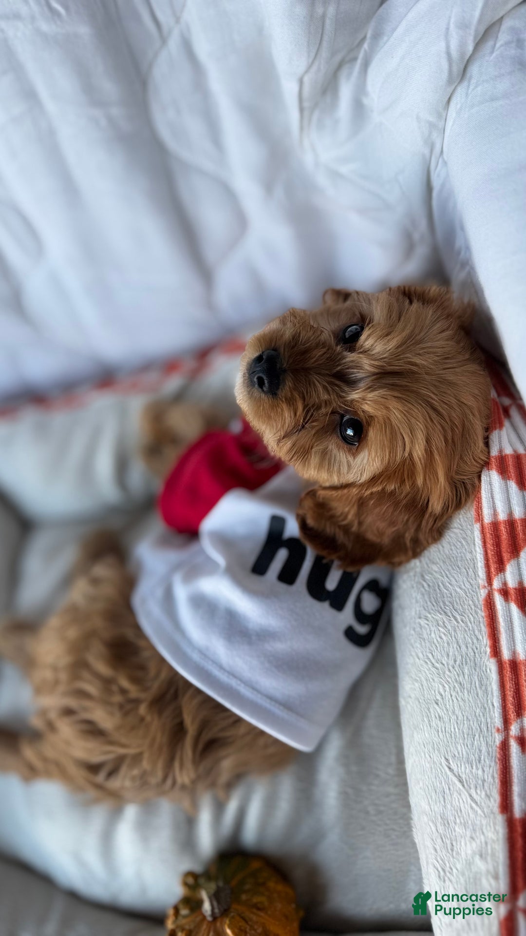 Cockapoo dogs for sale: Oliver – The “Emotional Support Bear” You’ll Fall in Love With 🧡🐾 - Ad 7