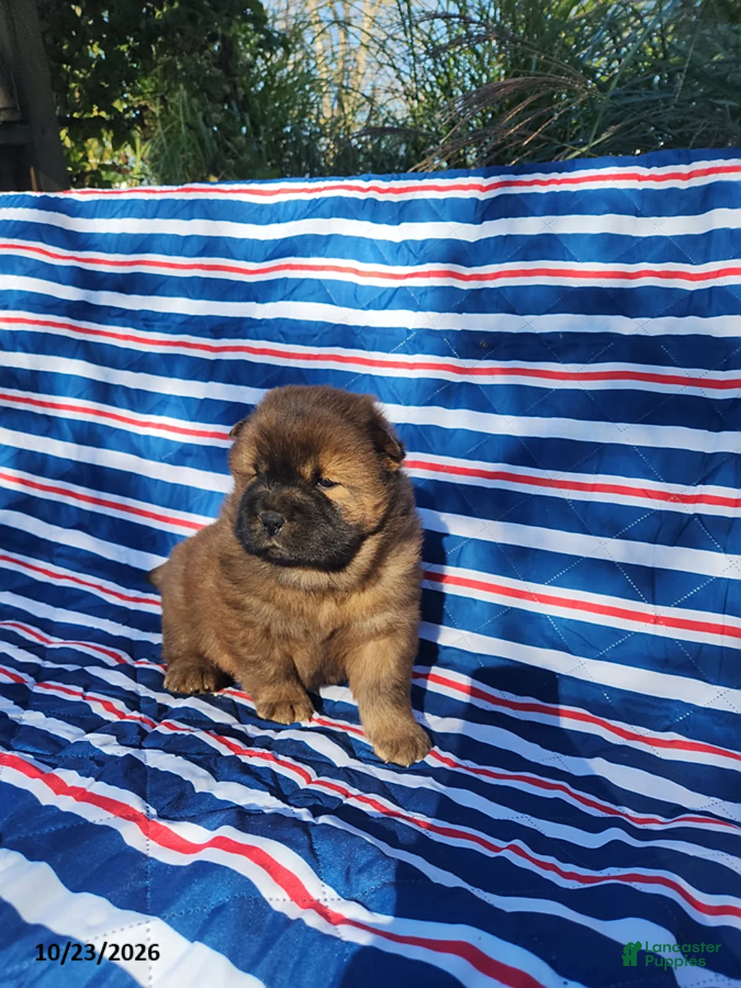 Chow Chow dogs for sale: Daisy - Ad 3