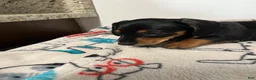 Miniature Dachshund dogs for sale: Miles - Ad 5