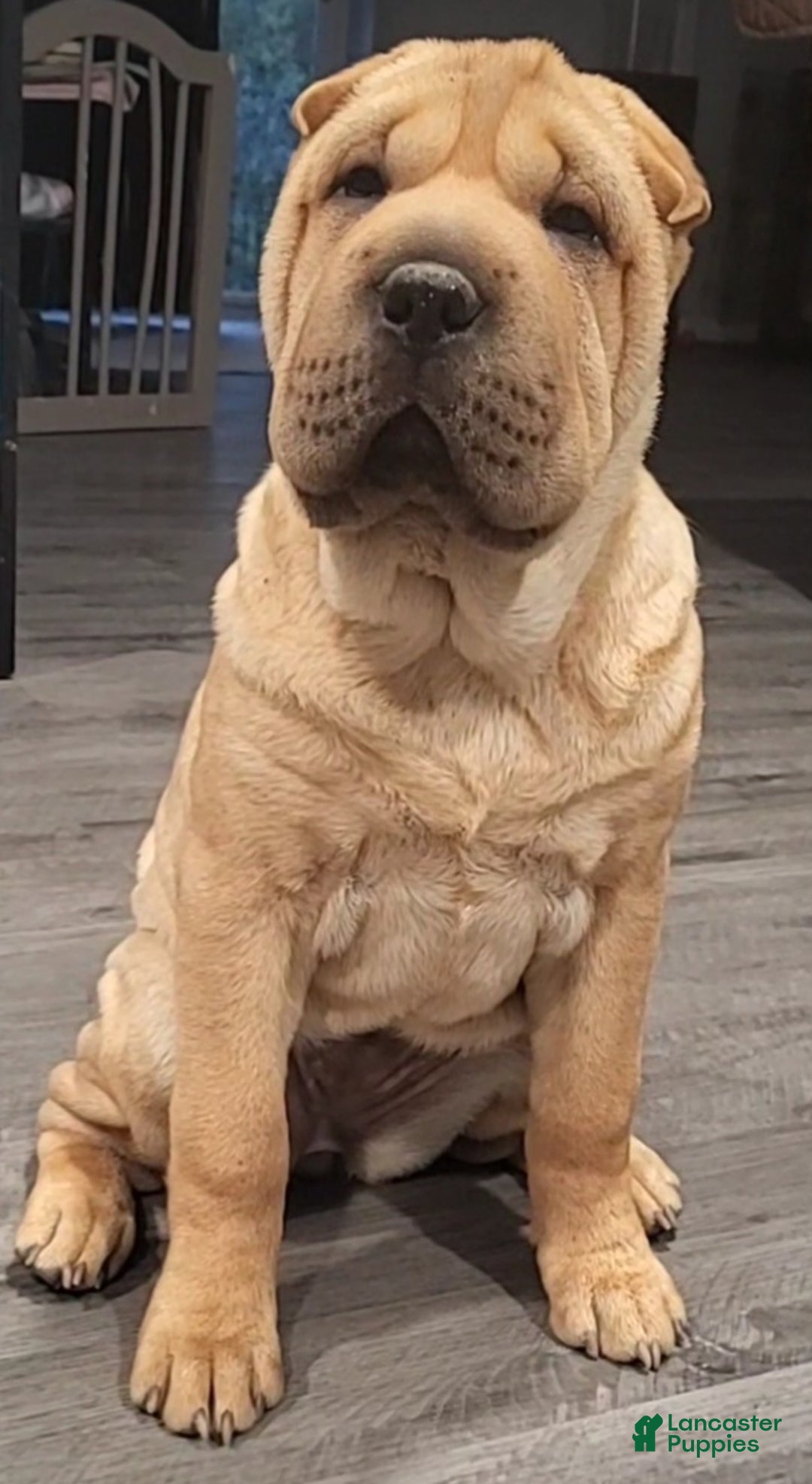 Shar Pei Puppies for sale in Maryland Lancaster Puppies