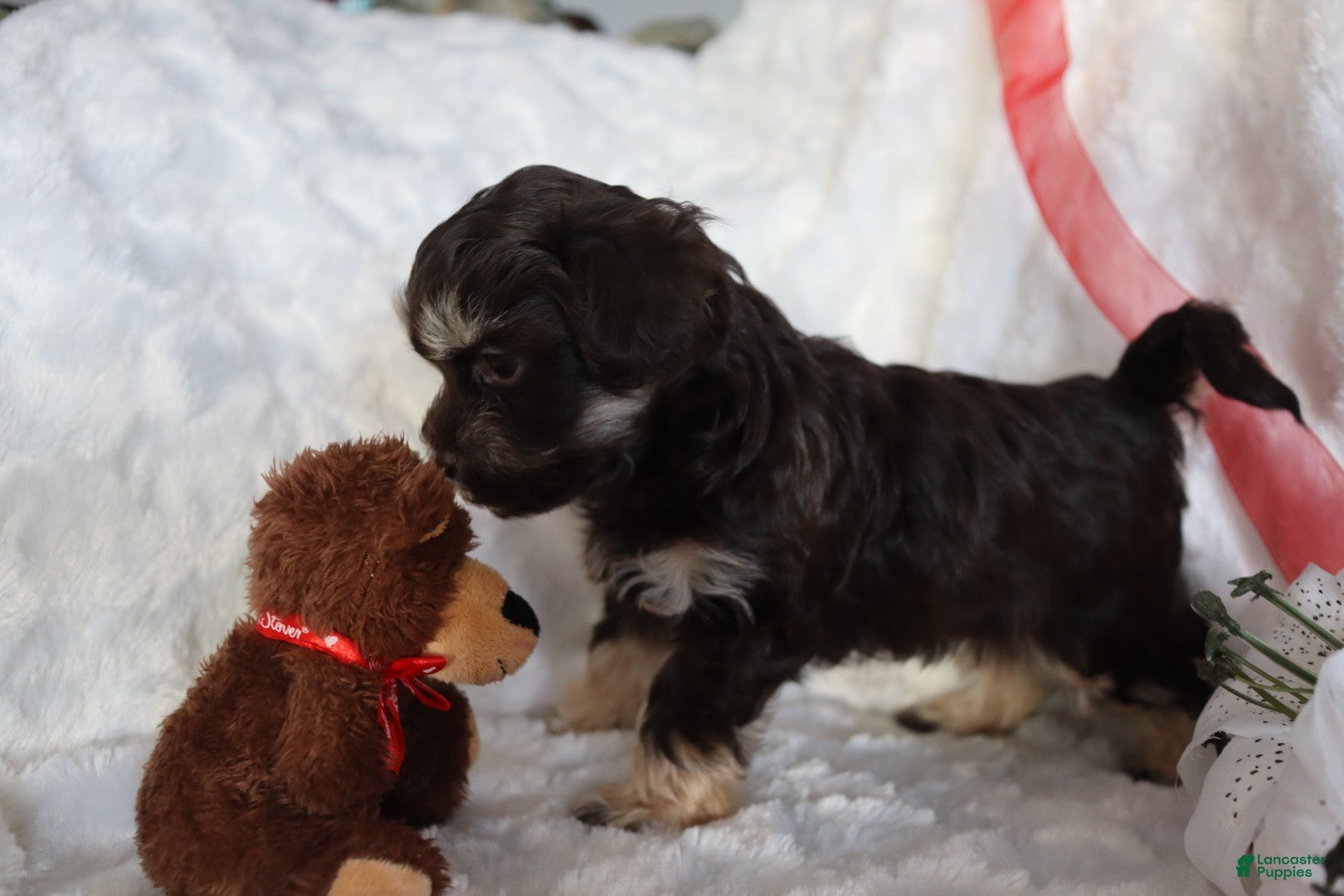 Havanese dogs Hershey Kiss - Ad 18