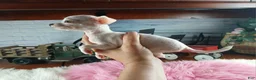Chihuahua dogs for sale: Vanillas tiny white teacup girl. Hand Delivery  - Ad 4