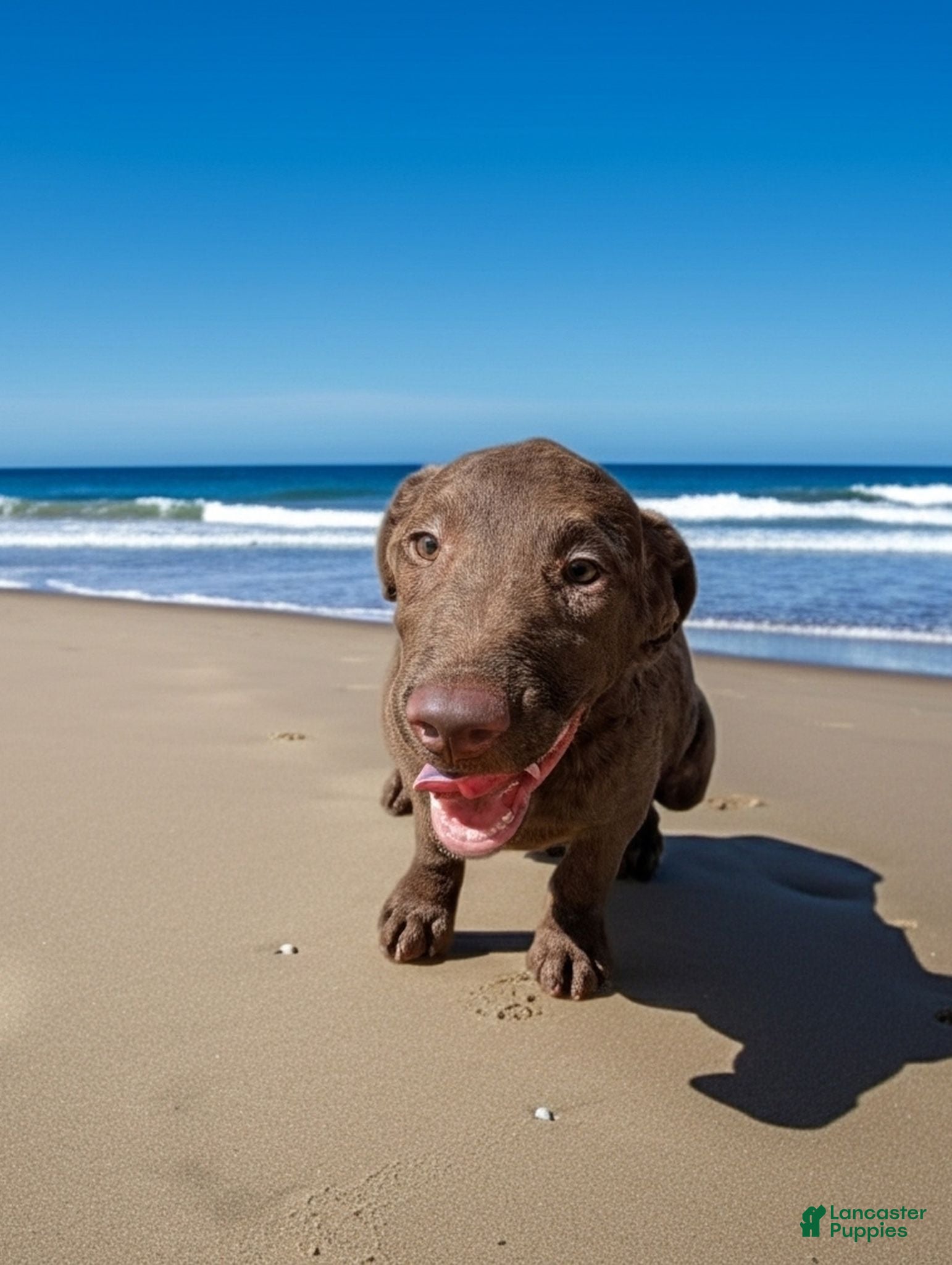 Chesapeake Bay Retriever dogs Your Choice - Ad 5