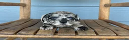 Cavapoo dogs for sale: Charcoal - Ad 2