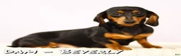 Miniature Dachshund dogs for sale: Bennett - Ad 10