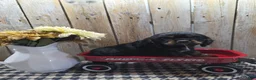 Cocker Spaniel dogs for sale: Rover - Ad 7