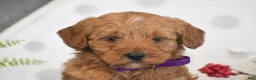 Mini Goldendoodle dogs for sale: Rachel - Ad 2