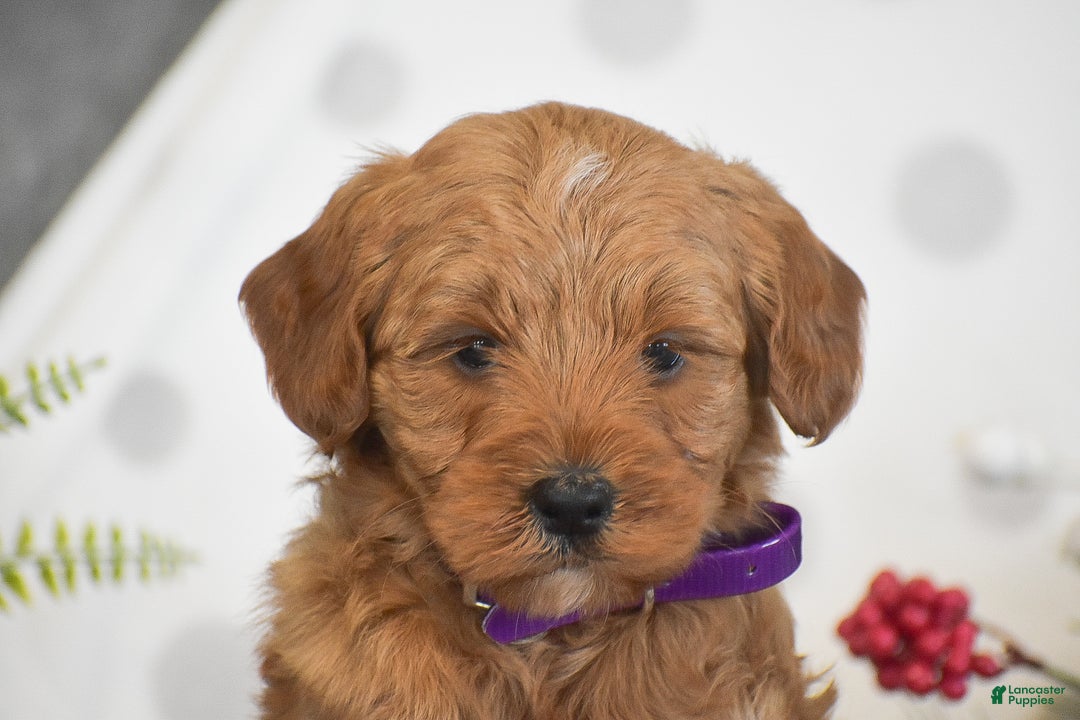 Mini Goldendoodle dogs for sale: Rachel - Ad 2