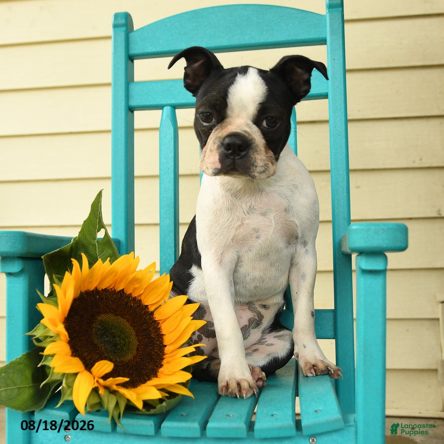 Boston Terrier dogs Sharie - Ad 1