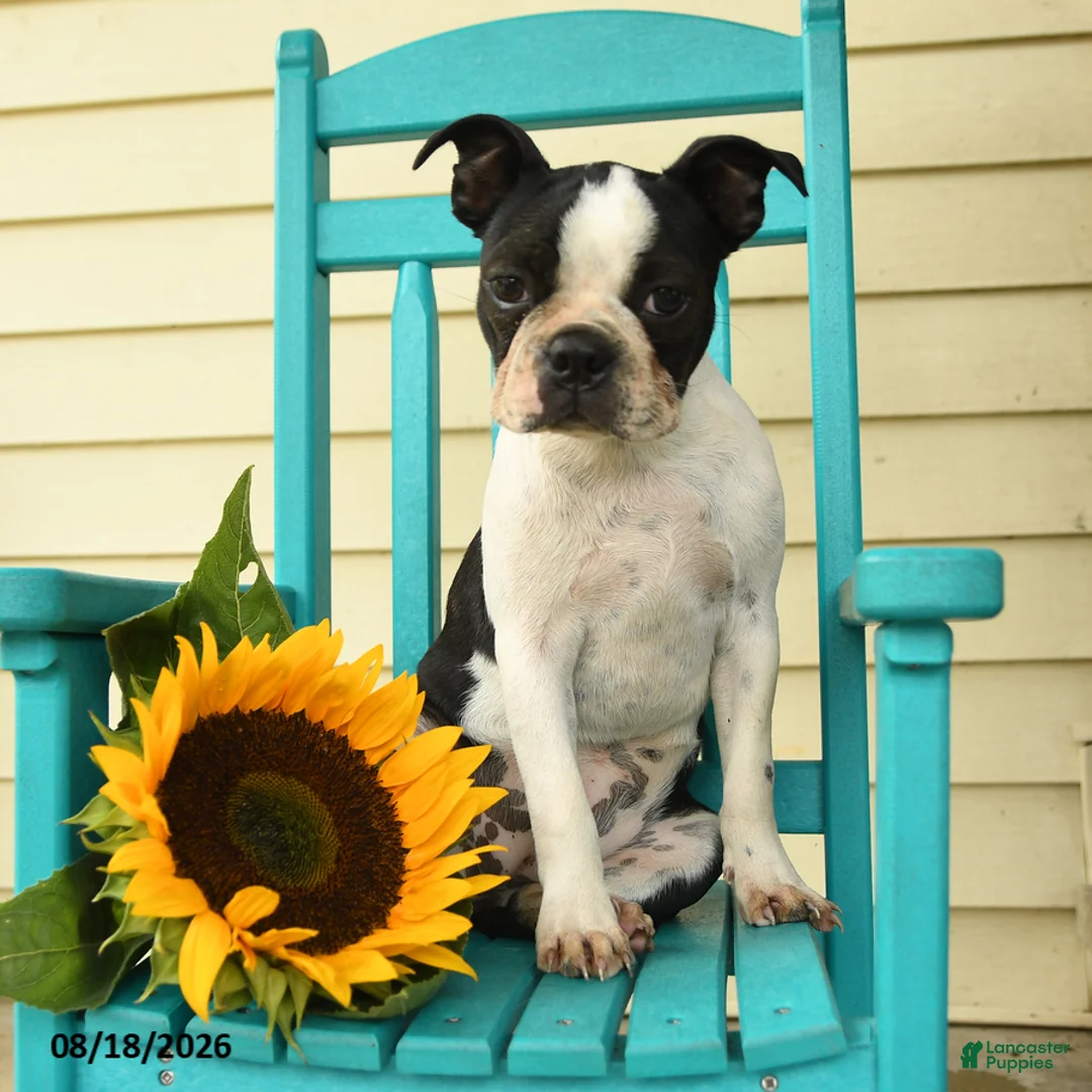 Boston Terrier dogs for sale: Sharie - Ad 1