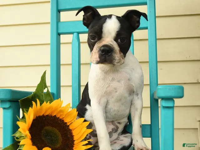 Boston Terrier dogs for sale: Sharie - Ad 1