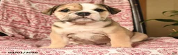 English Bulldog dogs for sale: Bonnie - Ad 3