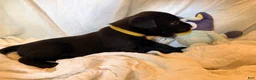 Cane Corso dogs for sale: Crowley AKC yellow/orange collar - Ad 30