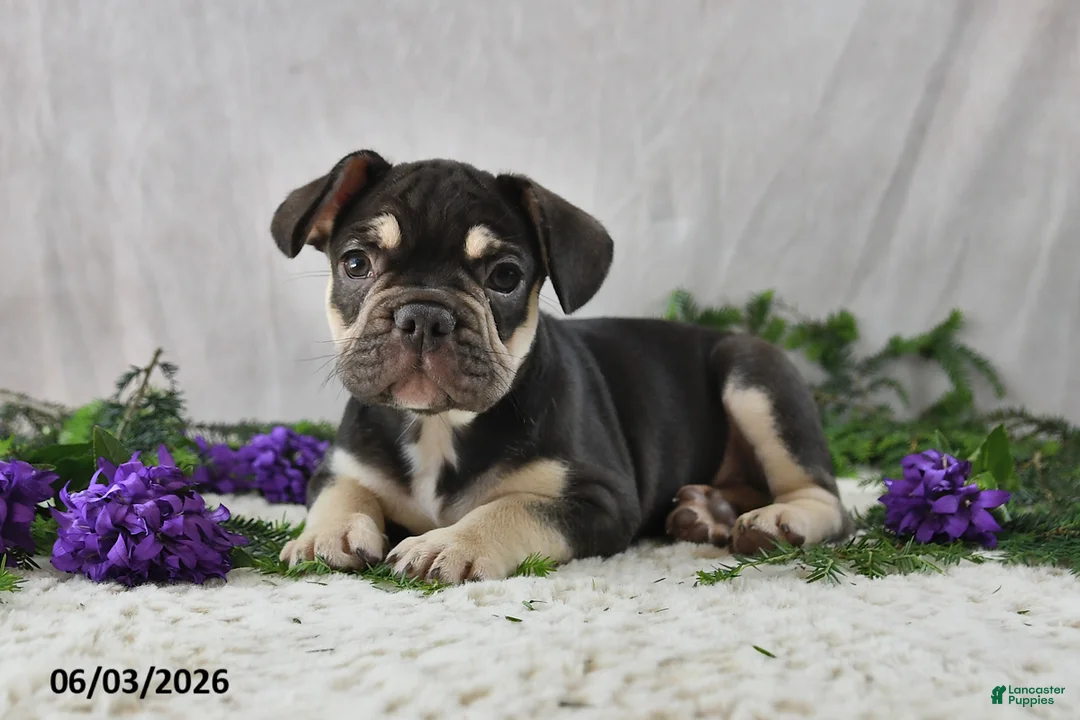French Bulldog dogs for sale: Henrick - Ad 1