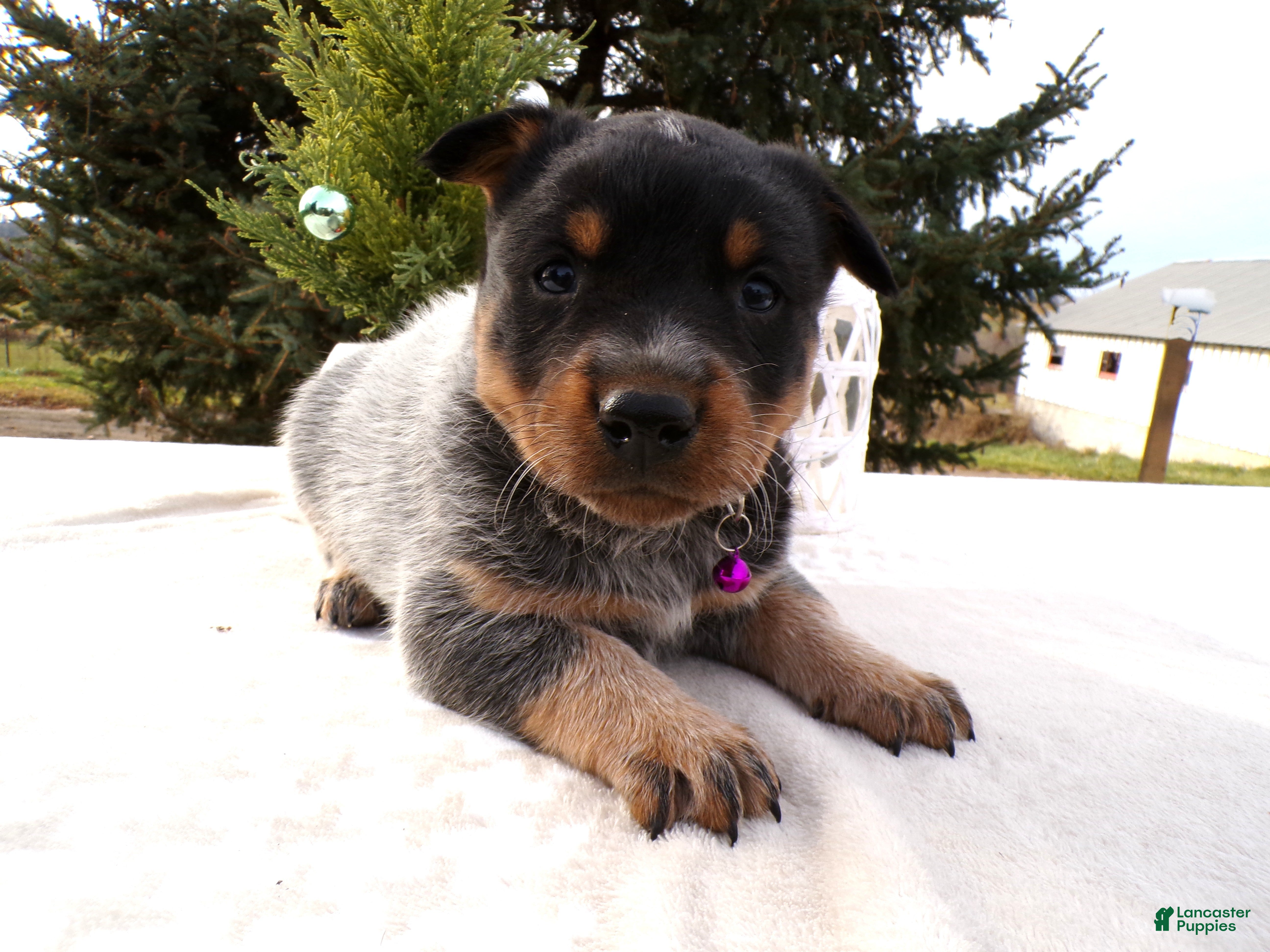 Australian Cattle Dog dogs Australian Cattle Dog Puppy 1 Sophie - Ad 34